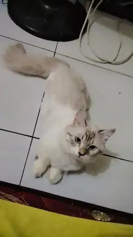 Kucing Munchkin/ Kaki Pendek Jantan Bisa Untuk Pejantan