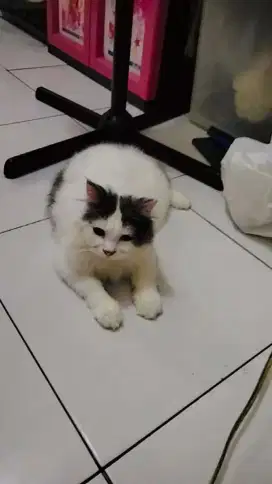 Kucing Persia Medium Indukan Dan Anakan