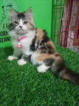 Kitten persia calico