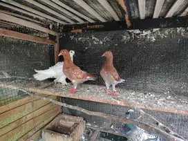 Burung Merpati Balap