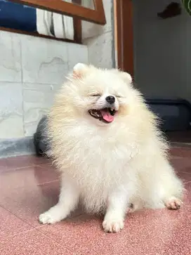 Mini pom,,jantan