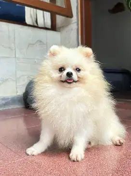 Mini pom,,jantan