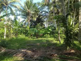 Dijual Tanah Pekarangan Daerah Paitan, kec. Kemiri, Purworejo