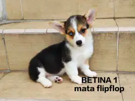 Jual anakan corgi Murah