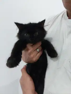 KUCING PERSIA BLACK Laki2