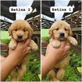 Golden retriever betina puppy