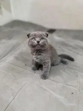 Kitten Scottish fold BSH kucing warna blue