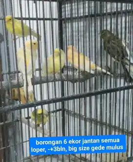 Kenari loper borongan