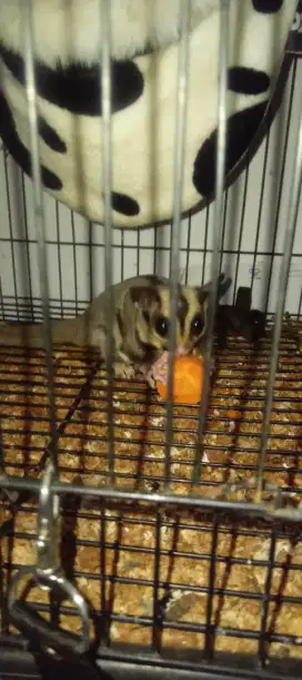 Sugar glider classic grey jantan dan kandang