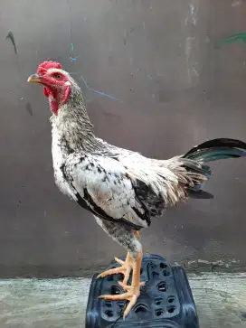 Ayam jantan pamangon rawatan