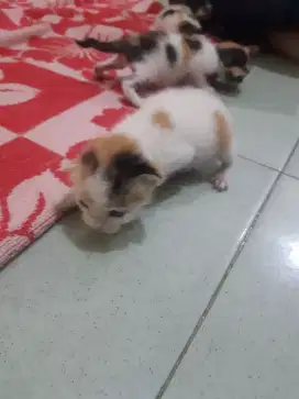 Baby kitten belang 3