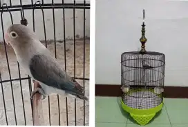 Burung lakbet warna cantik + kandang