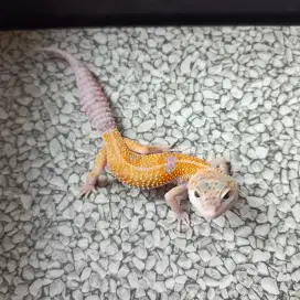 Leopard Gecko Enigma het Eclipse