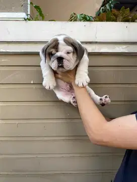 English bulldog Puppies