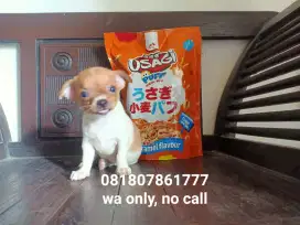 Chihuahua ras murni non stb 2 bulan