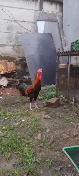 Ayam pelung suara merdu