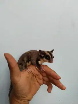 Jantan induk sugar glider grey kandang kelinci