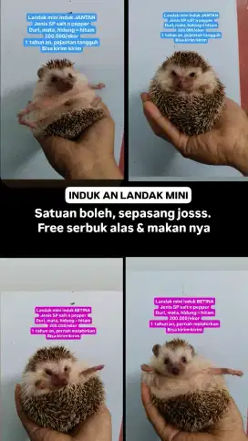 Landak mini anak induk