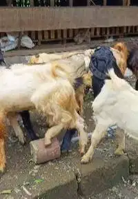 10 ekor kambing jantan TB 70cm 1 tahunan siap penggemukan qurban 2025