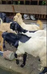 10 ekor kambing jantan TB 70cmUP paket ternak murmer siap qurban 2025