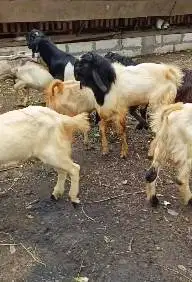 paket 10 ekor kambing jantan 1 tahunan TB70cmUP siap kurban 2025 puas