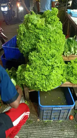 Di Cari Pegawai Pria bagian Packing lalu Kirim sayur ke resto