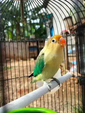 Burung lovebert (ngekek) sama kandang