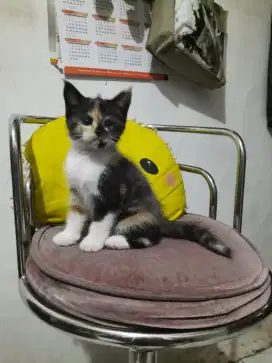 Kucing kitten calico