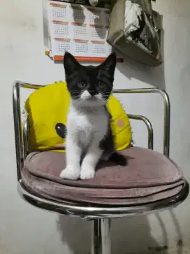 Kucing kitten persia