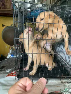 Anjing Jantan dan Betina 5 bln