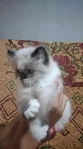 Kitten himalaya betina 2,5bln gembul aktif