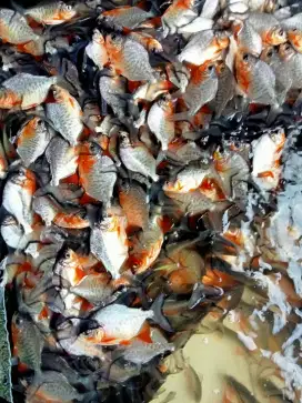 SEDIA BIBIT IKAN BAWAL KUALITAS UNGGUL