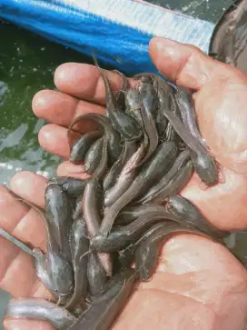 SEDIA BIBIT IKAN LELE KUALITAS UNGGUL