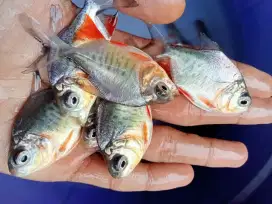 SEDIA BIBIT IKAN BAWAL KUALITAS UNGGUL