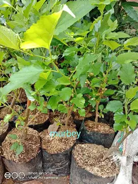 Bibit Tanaman Buah Murbei / Mulberry - Harga Murah - Cepat Berbuah