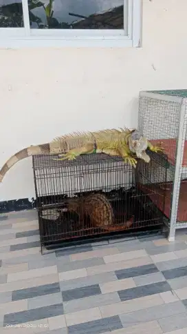 Iguana plus musang bulan