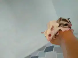 Sugar Glider creamino