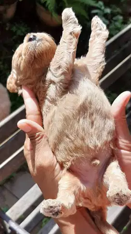 Dijual Anak Poodle Medium Jantan Usia 1 bulan