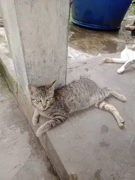 Dijual Anakan kucing