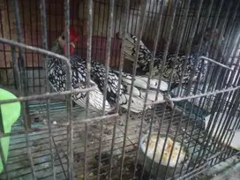 ayam hias ayam batik italy daerah bandung kota