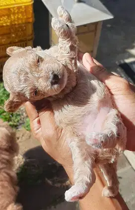 Dijual Anak Poodle Medium Betina Bercorak Putih Usia 1 bulan