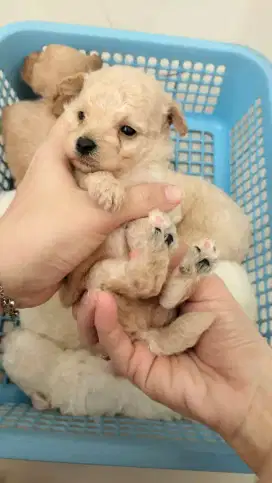 Open booking maltipoo male