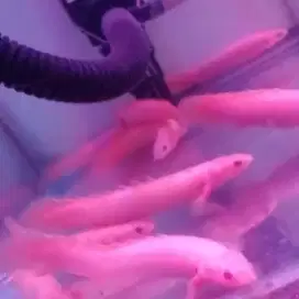 Ikan naga atau palmas albino