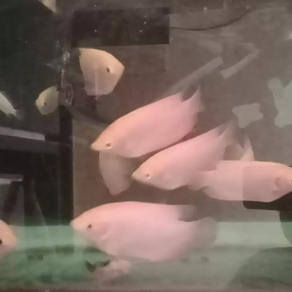 Ikan gurame albyno