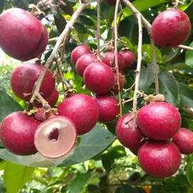 Bibit Kelengkeng Merah Super Siap Tanam Harga Murah