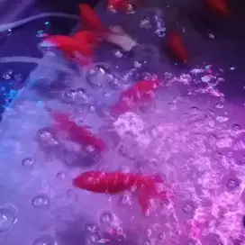 Ikan hias maskoki oranda