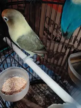 Lovebird PB MOUVE jantan 8 bulan