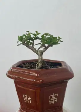 Bonsai Sancang Sito Mini