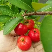 Bibit Tanaman Cherry Hanoi / Cherry Vietnam - Berbuah lebat