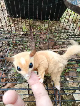 Sugar glider jantan jinak